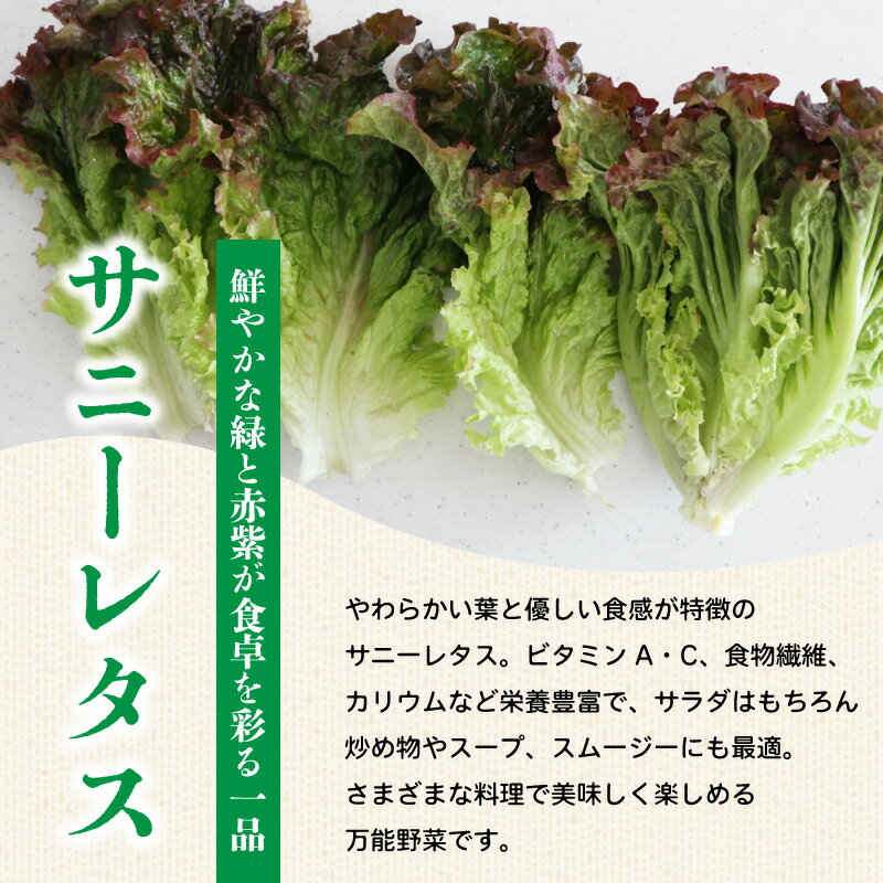 【ふるさと納税】 サニーレタス 約1.5kg 国産 野菜 やさい レタス サラダ スープ 味噌汁 焼肉 スムージー サンドイッチ パン 朝採れ 新鮮 産地直送 おかず おつまみ 惣菜 弁当 日用 健康 美容 ギフト プレゼント 贈答 アウトドア BBQ 冷蔵 徳島県 阿波市 MONTAふぁ～む