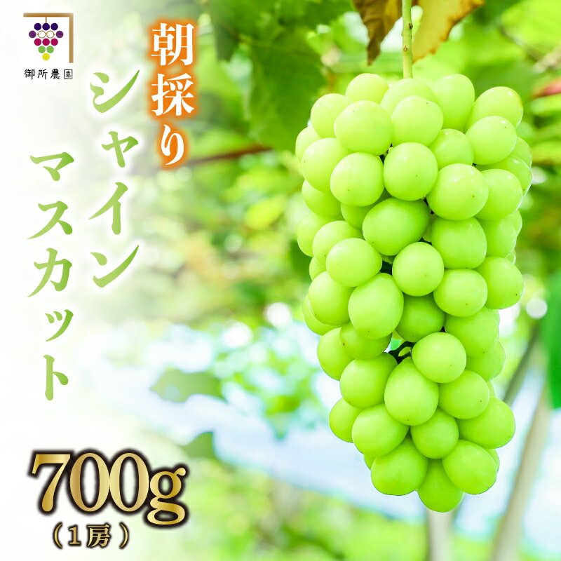 【ふるさと納税】 ぶどう シャインマスカット 700g 1房 果物 フルーツ 阿波市産のサムネイル