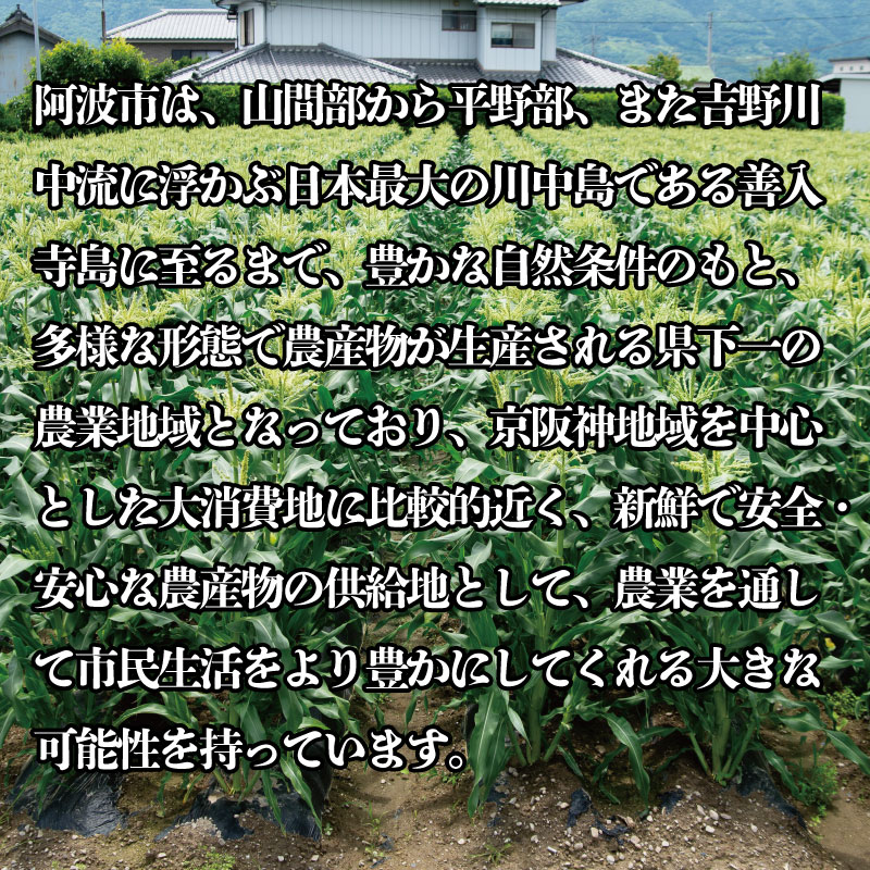 【ふるさと納税】 スイートコーン 野菜 おおもの とうもろこし 5kg 以上 《2024年6月中旬～発送》 高糖度 産地直送 スィートコーン 夏野菜 数量限定 朝採れ 農家直送 クール便 高糖度 送料無料 期間限定 令和6年産 新鮮