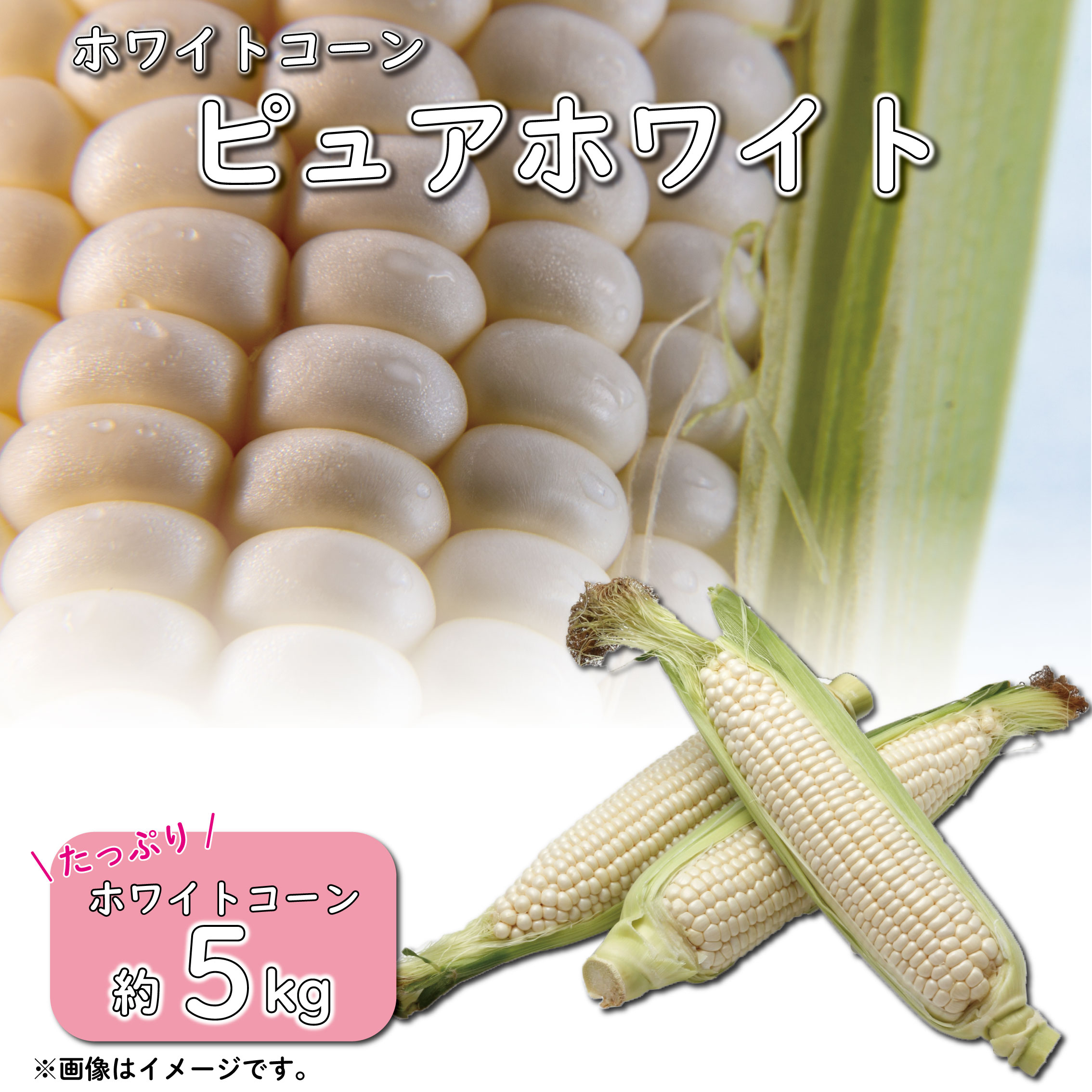【ふるさと納税】ホワイトコーン 野菜 ピュアホワイト とうもろこし スイートコーン 約5kg 5キロ 白い 甘い 夏野菜 数量限定 旬 高糖度 朝採れ 農家直送 新鮮 コーン 7千円 7000円 クール便 ギフト 贈り物 ランキング お取り寄せ ご当地 特産物 2023年産 徳島県 阿波市のサムネイル