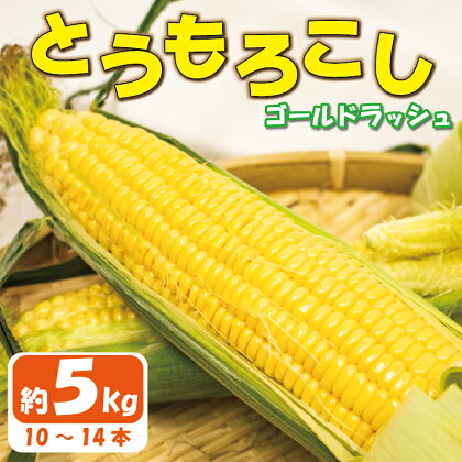 とうもろこし スイートコーン ゴールドラッシュ 約5kg 《2024年6月～順次発送》 野菜 サラダ 新鮮 秋採れ バーベキュー 生産者直送 徳島県 阿波市 四国