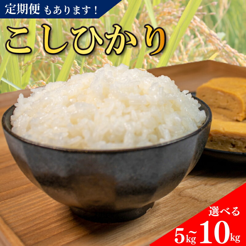 【ふるさと納税】 コシヒカリ 無洗米 5kg 10kg 定期便 令和6年産 米 こめ ご飯 ごはん おにぎり 白米 精米 無洗米 卵かけご飯 食品 備蓄 備蓄米 保存 防災 ギフト 贈答 プレゼント お取り寄せ グルメ 送料無料 徳島県 阿波市 須見商店のサムネイル