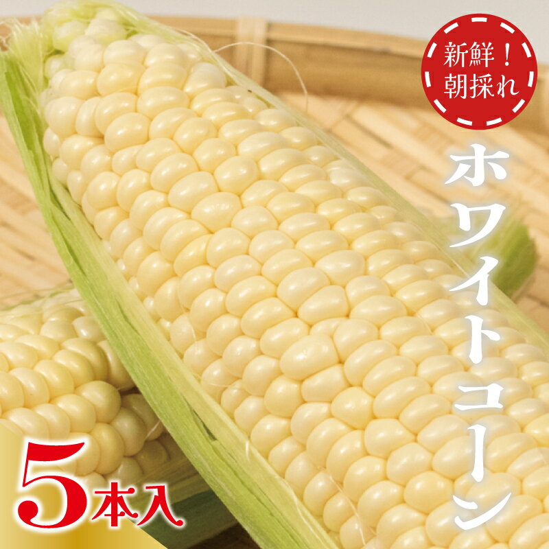 ホワイトコーン 朝採れ 5本 約 2kg 先行予約 《2024年7月～順次発送》 野菜 とうもろこし スイートコーン ピュアホワイト 甘い 夏野菜 数量限定 旬 高糖度 農家直送 新鮮 コーン クール便 ギフト 贈り物 ランキング お取り寄せ ご当地 特産物 徳島県 阿波市