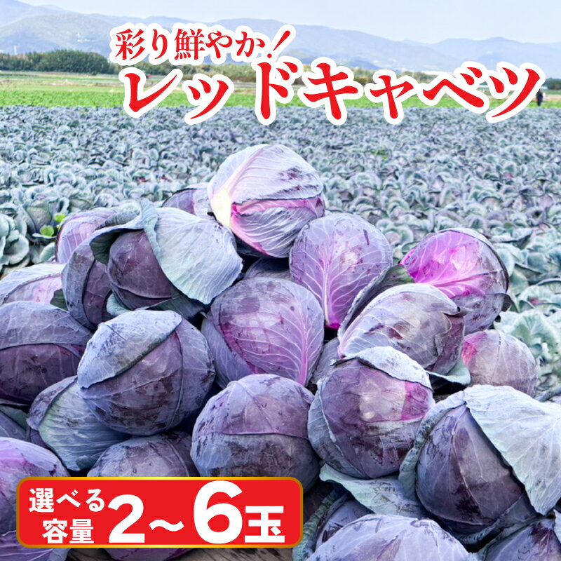 【ふるさと納税】 キャベツ レッドキャベツ 選べる容量 使い切りサイズ 3玉 (1玉600g～1kg) 厳選 大玉 2玉 6玉 (1玉1.5kg以上) 採れたて 紫キャベツ 産地直送 農家直送 新鮮 旬 サラダ 餃子 マリネ ナムル 徳島県 阿波市