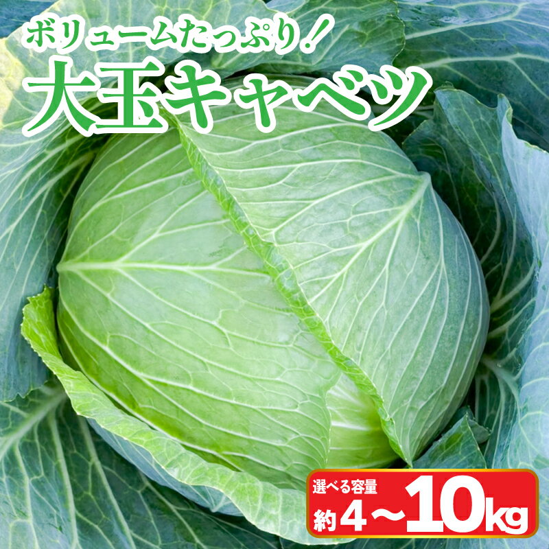 【ふるさと納税】 キャベツ 大玉 選べる容量 4〜10kg 2玉 5~6玉 (1玉約2kg) 採れたて 産地直送 農家直送 新鮮 旬 サラダ 餃子 お好み焼き ...