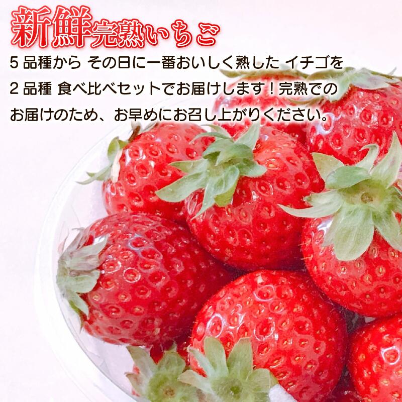【ふるさと納税】 先行予約 訳あり いちご 食べ比べ 2品種 セット 計500g (250g×2パック) 完熟 苺 おいCベリー スターナイト ほしうらら やよいひめ さつまおとめ ストロベリー 苺大福 不揃い 規格外 家庭用 人気 オススメ お取り寄せ グルメ 徳島県 阿波市 よつぼし農園