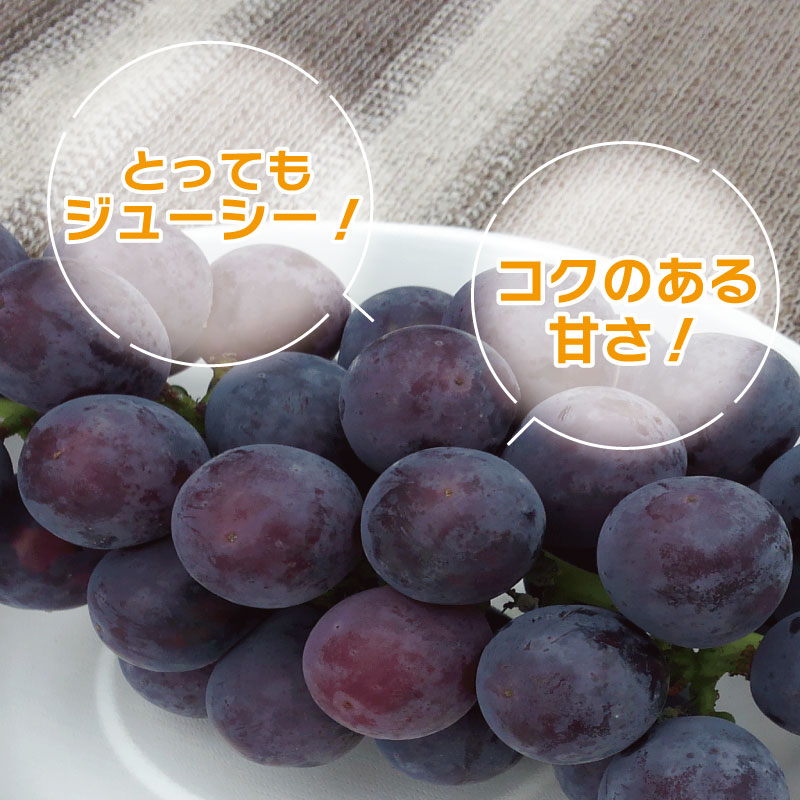 【ふるさと納税】 ピオーネ 2kg 5kg 《 2026年 8月 下旬 から 順次発送 》 先行予約 フルーツ ぶどう 葡萄 期間限定 旬 産地直送 農家直送 産直 贈答 家庭用 ギフト 中内農園 ぶどう 直売所 徳島県 阿波市