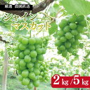 【ふるさと納税】 シャインマスカット 2kg / 5kg 《 2025年 8月 下旬 から 順次発送 》 先行予約 フルーツ ぶどう 葡萄 期間限定 旬 産地直送 農家直送 産直 贈答 家庭用 ギフト 中内農園 ぶどう 直売所 徳島県 阿波市