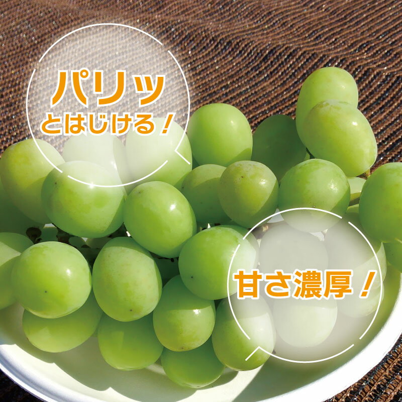 【ふるさと納税】 シャインマスカット 2kg 5kg 《 2026年 8月 中旬 から 順次発送 》 先行予約 フルーツ ぶどう 葡萄 期間限定 旬 産地直送 農家直送 産直 贈答 家庭用 ギフト 中内農園 ぶどう 直売所 徳島県 阿波市 2