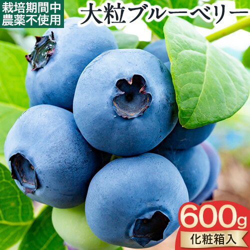 【ふるさと納税】【2026年先行予約】美馬の 大粒 ブルーベリー ( 計600g )< とくしま特選ブランド >《2026年6月上旬‐2026年9月上旬より出荷》| ブルーベリー 大粒 国産 果物 果実 フルーツ 手摘み ベリー 新鮮 化粧箱入り ギフト 青果物 徳島県 美馬市