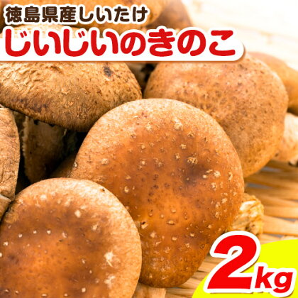 じいじいのきのこ 2kg しいたけ《30日以内に出荷予定(土日祝除く)》一般社団法人美馬観光ビューロー 徳島県 美馬市 生しいたけ(菌床) 特産品 美馬市産 シイタケ 椎茸 揚げ物 煮物 鍋料理 BBQ 野菜 肉厚 送料無料