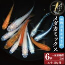 【ふるさと納税】 めだか 3色 ミックス 6匹 死着補償 +1匹 メダカ エサ付き 魚 生体 観賞用 ペット 観賞魚 かわいい 母の日 父の日 プレゼント ギフト 贈り物 贈答 徳島県 三好市 みよしめだか