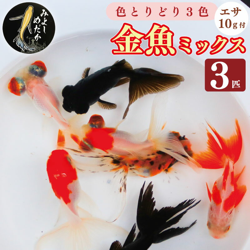 金魚 3色 ミックス 3匹 エサ付き リュウキン 出目金 琉金 デメキン キンギョ 魚 生体 観賞用 ペット 観賞魚 かわいい 母の日 父の日 プレゼント ギフト 贈り物 贈答 徳島県 三好市 みよしめだか