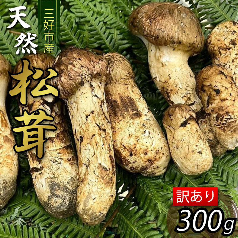 訳あり 松茸 300g 天然 希少 まつたけ マツタケ 国産 きのこ キノコ 産地直送 数量限定 秋 旬 高級 焼肉 焼き肉 野菜 きのこ ご飯 土瓶蒸し 人気 オススメ お取り寄せ グルメ 目利き 特選 三好市産 秘境 みよし 三好市 徳島県 林青果