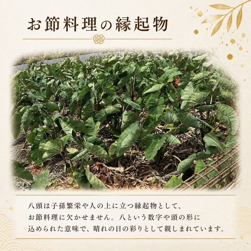 【ふるさと納税】 《先行予約》 八頭 1kg 里芋 サトイモ 縁起野菜 希少 伝統野菜 こいも 煮物 徳島 三好市 旬 お節料理 八つ頭芋 ヤツガシラ f362085-miyoshi-10000402 徳島県三好市 サンプル画像2