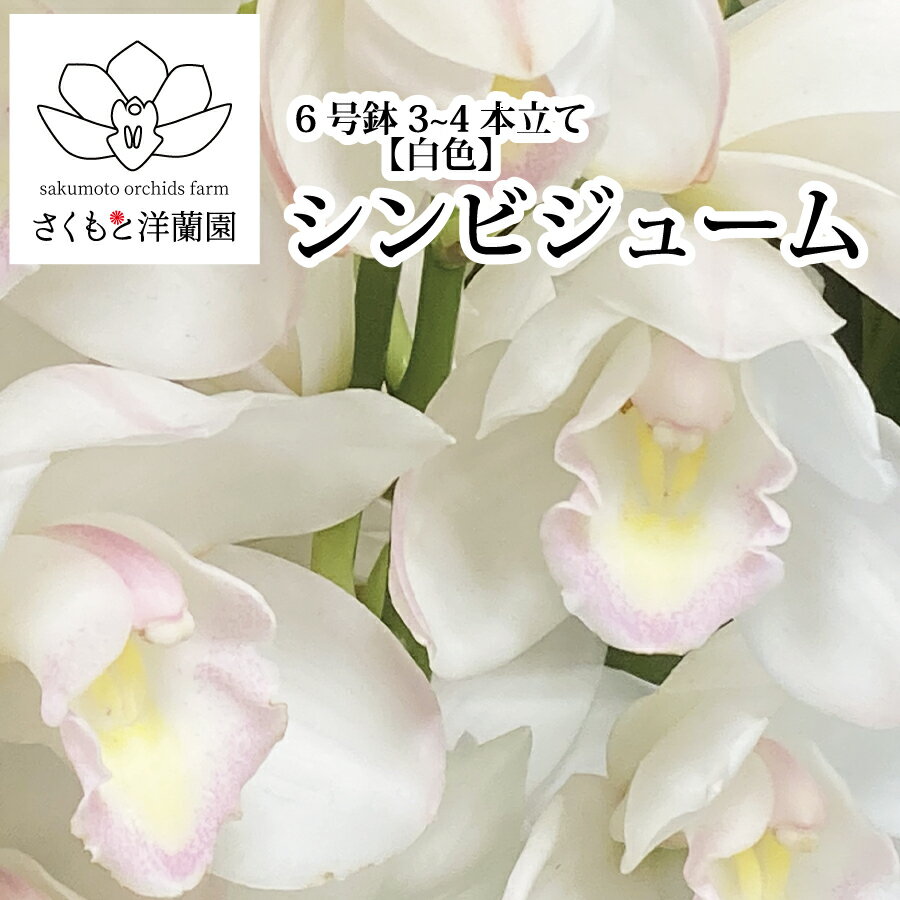 【ふるさと納税】シンビジューム 鉢 白色 6号 3～4本立て 洋蘭 蘭 誕生日 記念日 お歳暮 年賀のご挨拶 お祝 七五三 いい夫婦の日 感謝祭 クリスマス･･･