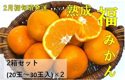 2箱セット　熟成『福』みかん　※2025年2月初旬頃から発送　※離島不可