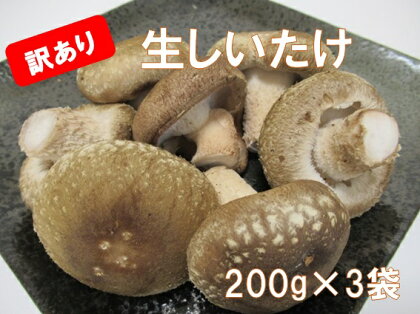 『訳あり』生しいたけ　200g×3袋(サイズ混合)　※離島不可