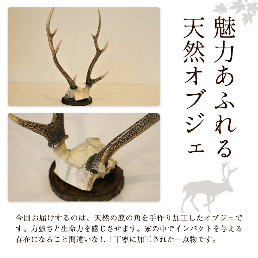 徳島県佐那河内村の画像3