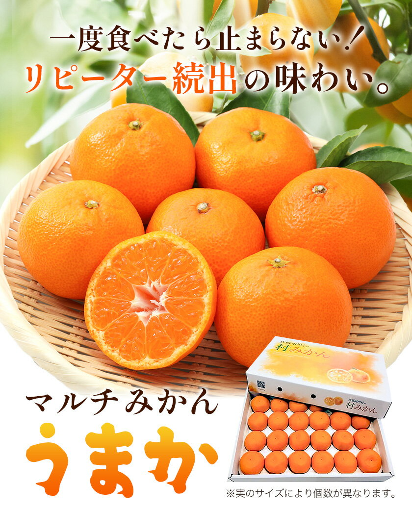 【ふるさと納税】丹精込めて育てました！マルチみかん「うまか」 1箱 2.2kg または 2箱 4.4kg 《11月中旬-12月末頃に出荷予定(土日祝除く)》【配送不可地域あり】※離島 広畠農園 みかん ミカン 蜜柑 早生 柑橘 佐那河内 徳島県 箱入り 化粧箱 S M L フルーツ 果物 くだもの