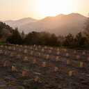 【ふるさと納税】山神果樹薬草園　柚子のウォッシュ＆ケアセット　D 2