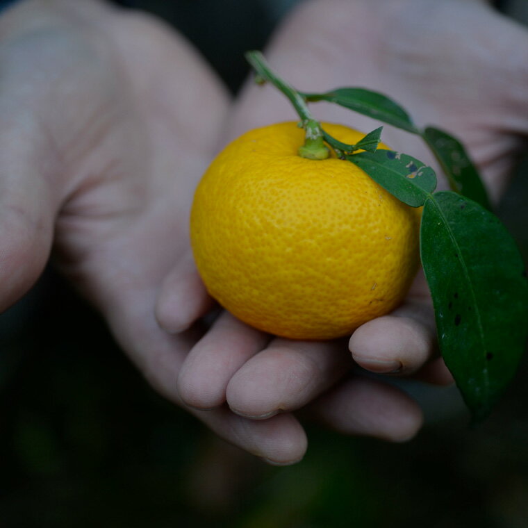 【ふるさと納税】山神果樹薬草園 柑橘コーディア...の紹介画像3