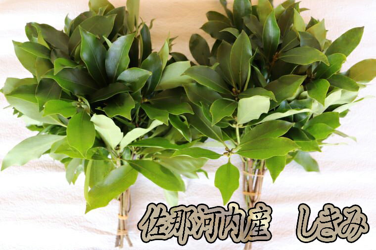 【ふるさと納税】佐那河内産しきみ(約30cm)2束セット