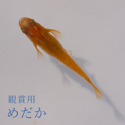 めだか 濃赤(楊貴妃)