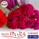【ふるさと納税】【先行受付】徳島県 那賀町産 けいとう 15本〜20本 【6月中旬〜9月発送】【徳島県 那賀町 相生の花 生花 お花 花束 生け花 華道 鶏頭 ...