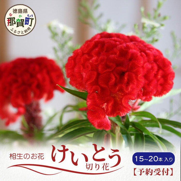 [予約受付]那賀町産 けいとう 15本〜20本[相生の花][6月中旬〜9月発送]生花 お花 花束 生け花 華道 ケイトウ[生産者直送]プレゼント 贈り物 フラワーアレンジメント インテリア ドライフラワー 切り花 切花 MN-1