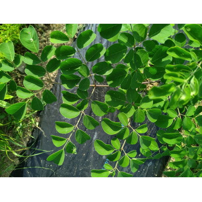 【ふるさと納税】MUGI MORINGA POWDER　(奇跡の樹 モリンガ)30g×2袋【1402246】