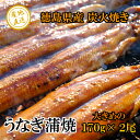 厳選した徳島県産うなぎを、一尾一尾丁寧に炭火で焼きあげています。うなぎの骨で出汁をとった特製タレでお召し上がりください。 一尾一尾を真空パックし、冷凍でお届けいたします。解凍後トースター等で少し炙っていただくと、より美味しくお召し上がりいただけます。ご注文を頂いてから一尾一尾を丁寧に炭火で焼きあげます。お届けに3週間ほどかかる場合がございます。 商品説明名称徳島県産うなぎ蒲焼 内容量うなぎ蒲焼170g以上×2尾（有頭）特製蒲焼のタレ×2本 配送形態冷凍賞味期限冷凍60日 保存方法冷凍　アレルギー大豆・小麦 提供元てこ屋美波町日和佐浦モニターの発色の具合によって実際のものと色が異なる場合があります。 ・ふるさと納税よくある質問はこちら ・寄付申込みのキャンセル、返礼品の変更・返品はできません。あらかじめご了承ください。「ふるさと納税」寄付金は、下記の事業を推進する資金として活用してまいります。 寄付を希望される皆さまの想いでお選びください。 (1) 観光・交流の推進に関する事業 (2) 消防・防災の充実強化に関する事業 (3) 環境の保全に関する事業 (4) 教育・文化の充実に関する事業 (5) 町長お任せメニュー 特段のご希望がなければ、町政全般に活用いたします。 入金確認後、注文内容確認画面の【注文者情報】に記載の住所にお送りいたします。 発送の時期は、寄付確認後30日以内を目途に、お礼の特産品とは別にお送りいたします。