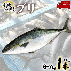 【ふるさと納税】 先行予約受付中！！ 産地直送！ 超特大！海陽町よりブリまるごと1本をお届け！ ぶり 鰤 海鮮 新鮮 魚 国産 ぶりしゃぶ 【2024年3月中旬～4月にお届け／北海道・東北・沖縄・離島不可】