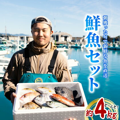 産地直送！ 海陽町より旬の魚をお届け！ 鮮魚セット 中セット 約4kg 詰め合わせ 鮮魚 海 海の幸 朝獲れ とれとれ 新鮮