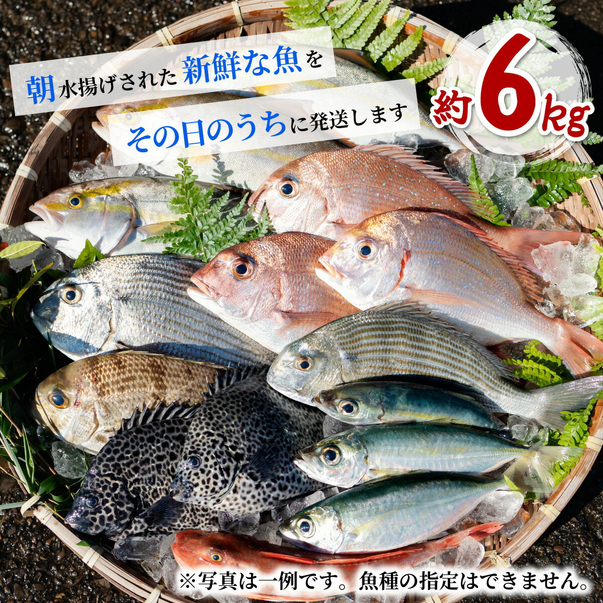 【ふるさと納税】 鮮魚 セット 約6kg 鮮魚セット 詰め合わせ 魚 海鮮 海の幸 朝獲れ とれとれ 新鮮 大容量