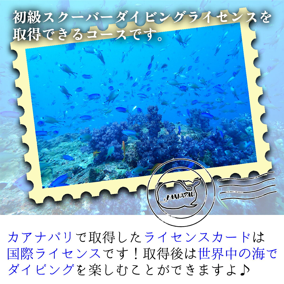 【ふるさと納税】 ダイビング ライセンス 取得 チケット カアナパリ 国際ライセンス BSAC 体験 スクーバダイビング スキューバダイビング マリンスポーツ 四国 徳島 徳島県 海陽 海陽町 f363880-kaiyo-10000292 徳島県海陽町 サンプル画像2