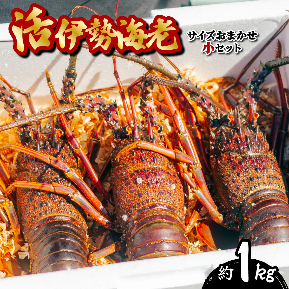 【ふるさと納税】 箱詰め伊勢海老サイズおまかせ小セット(約1.0kg) 伊勢海老 活伊勢海老 約1kg サイズ...