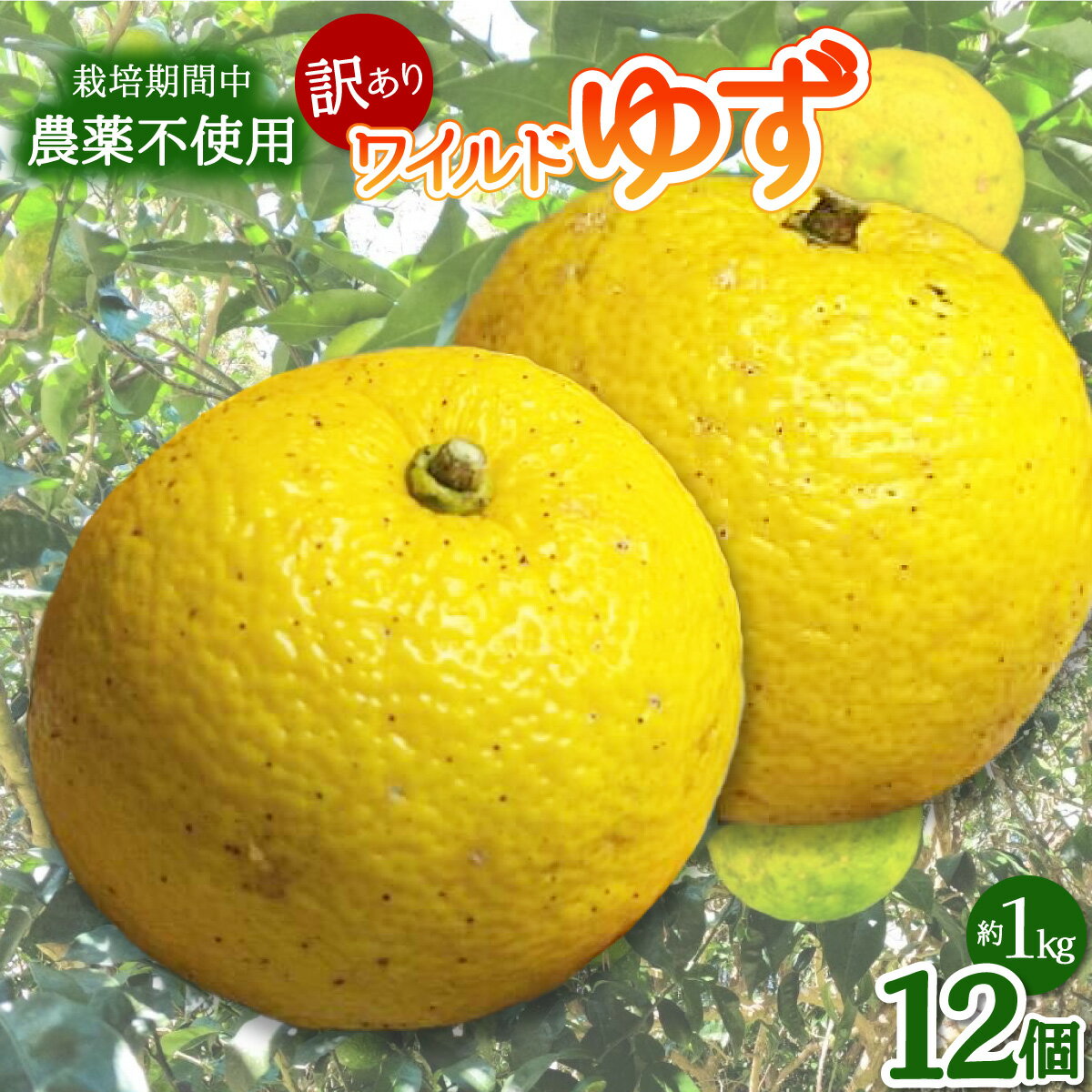 【ふるさと納税】 期間限定 ゆず 12個 約1kg ワイルドゆず ユズ 柚子 訳ありのサムネイル