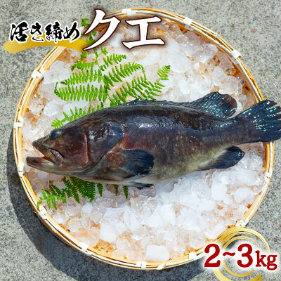 楽天ふるさと納税　【ふるさと納税】クエ 活き締め 2～3kg 本クエ くえ アラ 鮮魚 クエ鍋 高級 高級魚 産地直送 冷蔵 養殖 国産 九絵