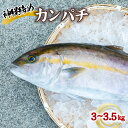 【ふるさと納税】カンパチ 神経締め 3～3.5kg 1尾 かんぱち 勘八 鮮魚 産地直送 冷蔵 養殖 国産