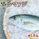 シマアジ 約1.5kg 1尾 しまあじ 縞鯵 高級魚 鮮魚 産地直送 冷蔵 養殖 国産 数量限定