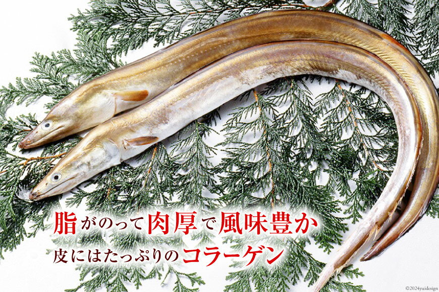 【ふるさと納税】【訳あり】 鱧 ( ハモ ) 唐揚げ 500g×3袋（計1.5kg）[とり信 徳島県 北島町 29aj0003] から揚げ からあげ 魚 さかな サカナ 冷凍 から揚げ 冷凍食品 おかず 惣菜 おつまみ