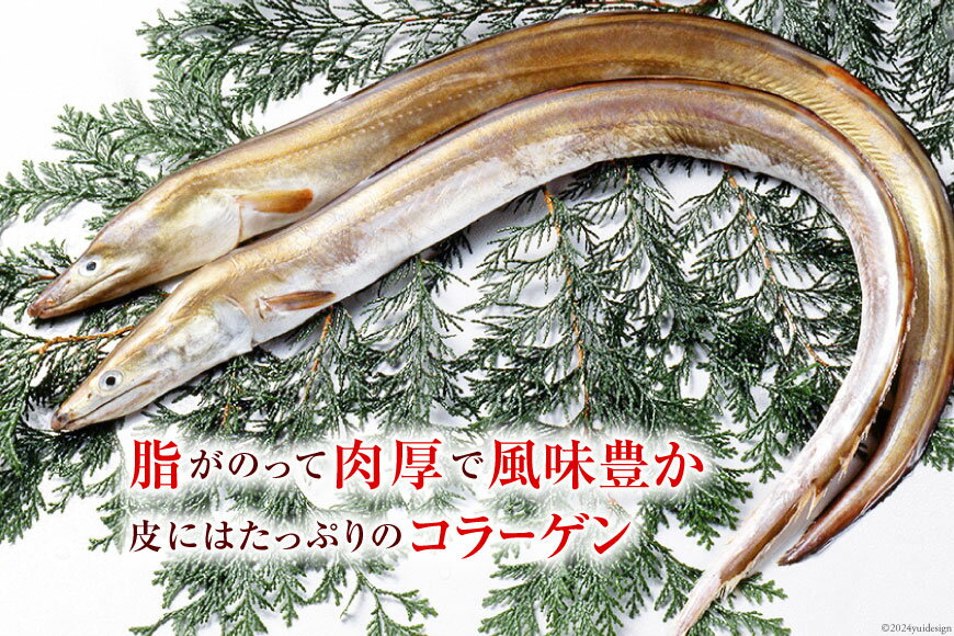 【ふるさと納税】鱧 ( ハモ ) 切り身 1kg [とり信 徳島県 北島町 29aj0004] 魚 魚介 サカナ さかな 骨切り カット 切身