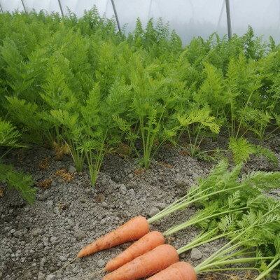 徳島県藍住町産 春にんじん 約5kg