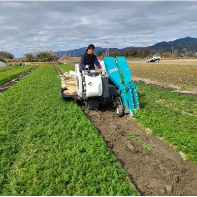 【ふるさと納税】徳島県藍住町産　春にんじん　約5kg【1142299】