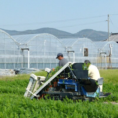 【ふるさと納税】【農家直送】板野町の春にんじん　10kg【1076169】