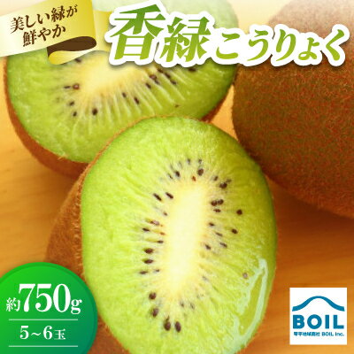 キウイ 美しい緑が鮮やかな 香緑(こうりょく)約750g(5〜6玉)[配送不可地域:離島]
