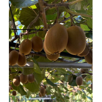 【ふるさと納税】《新品種デビュー!》【数量限定!】さぬきエメラルド(貴重な大玉サイズ) 約800g【配送不可地域：離島】【1685484】