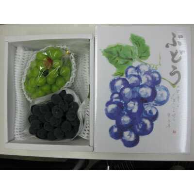 Other - 【ふるさと納税】人気の2品種　シャインマスカット+ピオーネ食べ比べセット　約1.2kg(各1房)【配送不可地域：離島・北海道・沖縄県】【1705900】