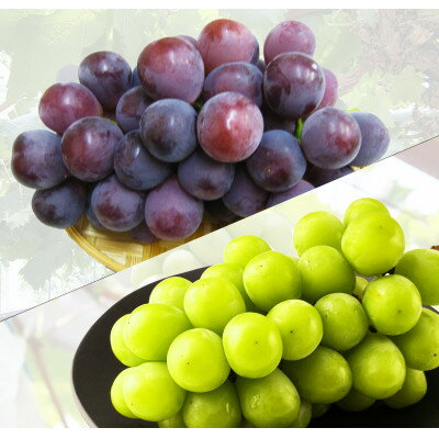 Grape - 【ふるさと納税】ご家庭用　シャインマスカット+赤or黒ぶどう1品種食べ比べセット　約2kg(各1～3房)【配送不可地域：離島・北海道・沖縄県】【1705910】